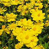 黄色いコスモスの写真